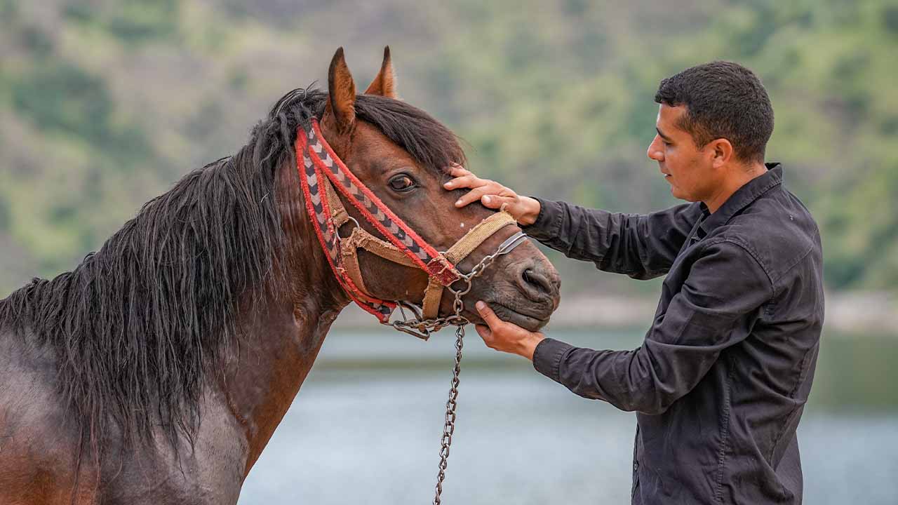 Diyarbakır’da ‘Hespê Rewan’lar yüzerek yarışa hazırlanıyor