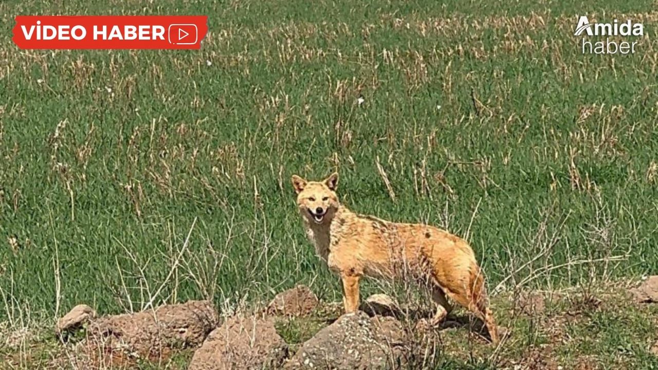 Diyarbakır’da tarlada kurt paniği