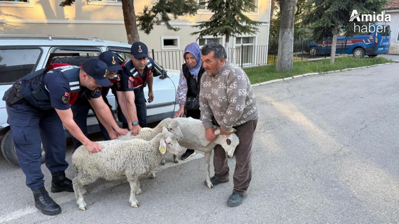 Hayvan hırsızları yine sahnede: Diyarbakır’da üreticiler tetikte