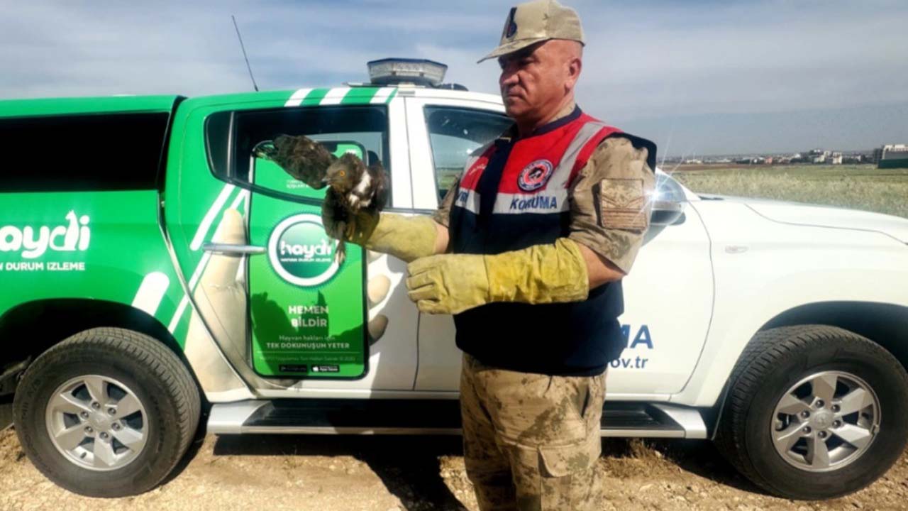 Şanlıurfa'da yaralı kızıl şahin tedaviye alındı