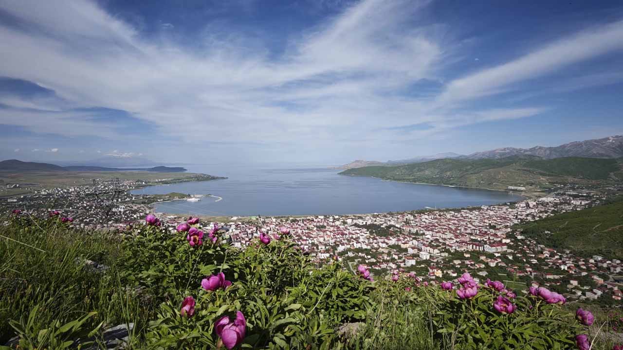 Bitlis’te şakayık çiçekleri görsel şölen sunuyor