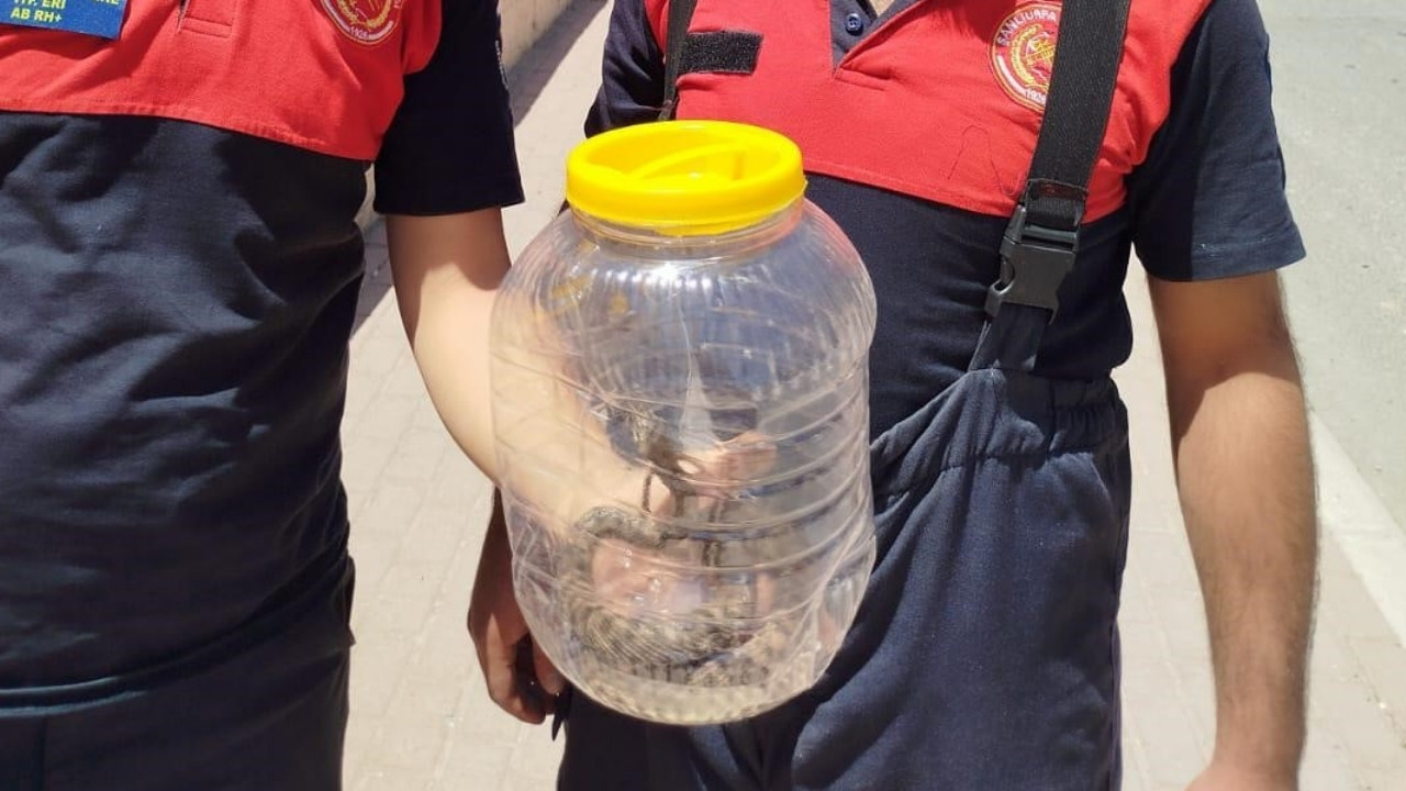 Şanlıurfa’da mutfakta görülen yılan, paniğe neden oldu