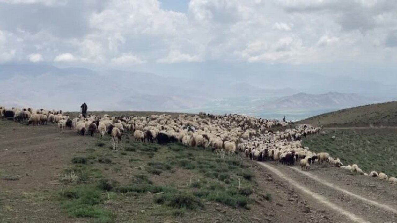 Van’da koruma çalışmaları ve desteklerle Norduz koyununun sayısı artıyor
