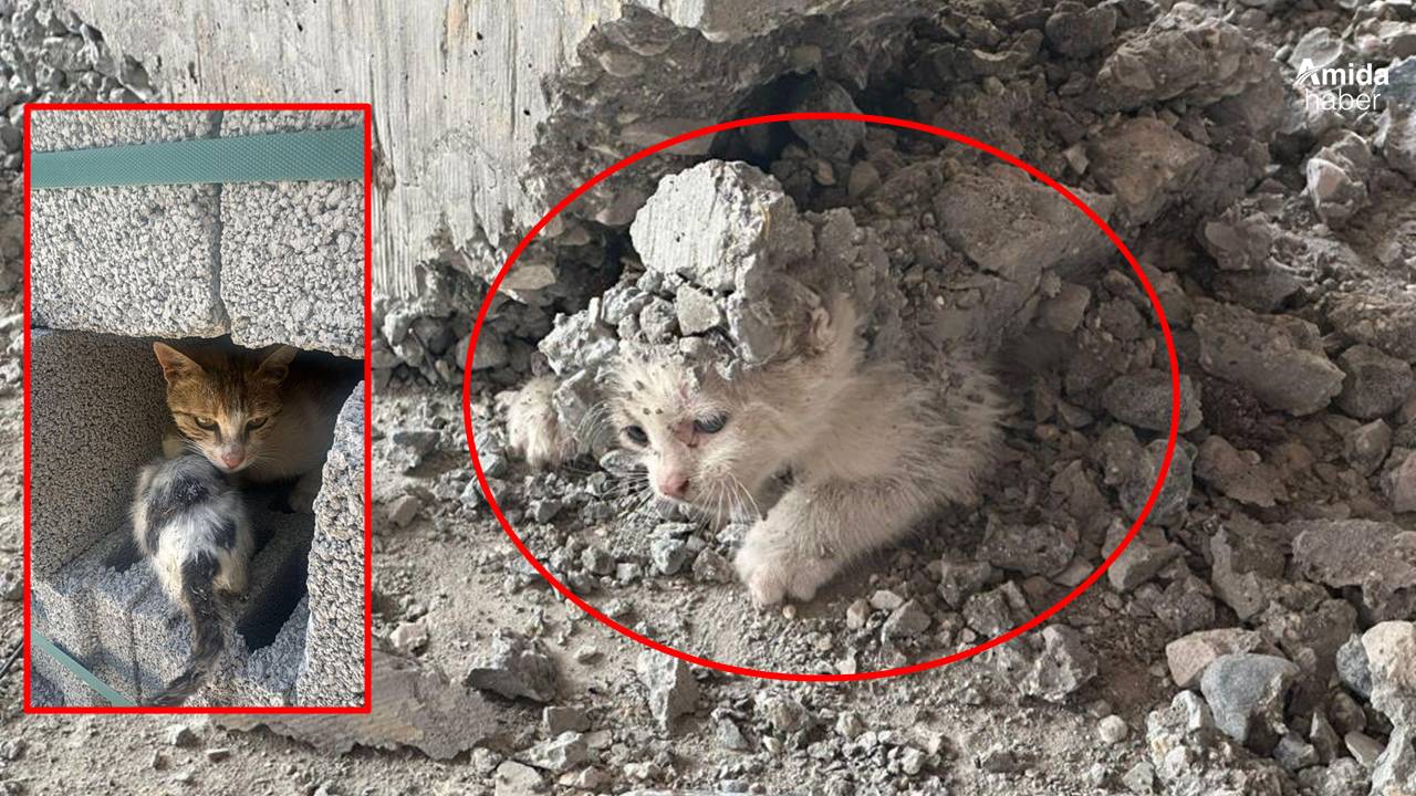 Şanlıurfa'da yaşandı: Kedinin üzerine beton döküldü