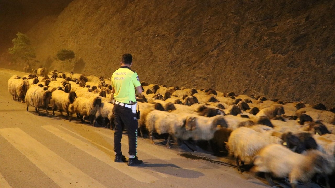 Iğdır’da otomobilin çarptığı 25 koyun öldü