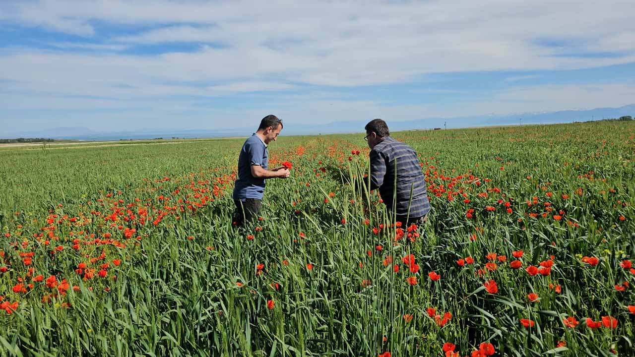 Bitlis’te tarlalar gelinciklerle süslendi