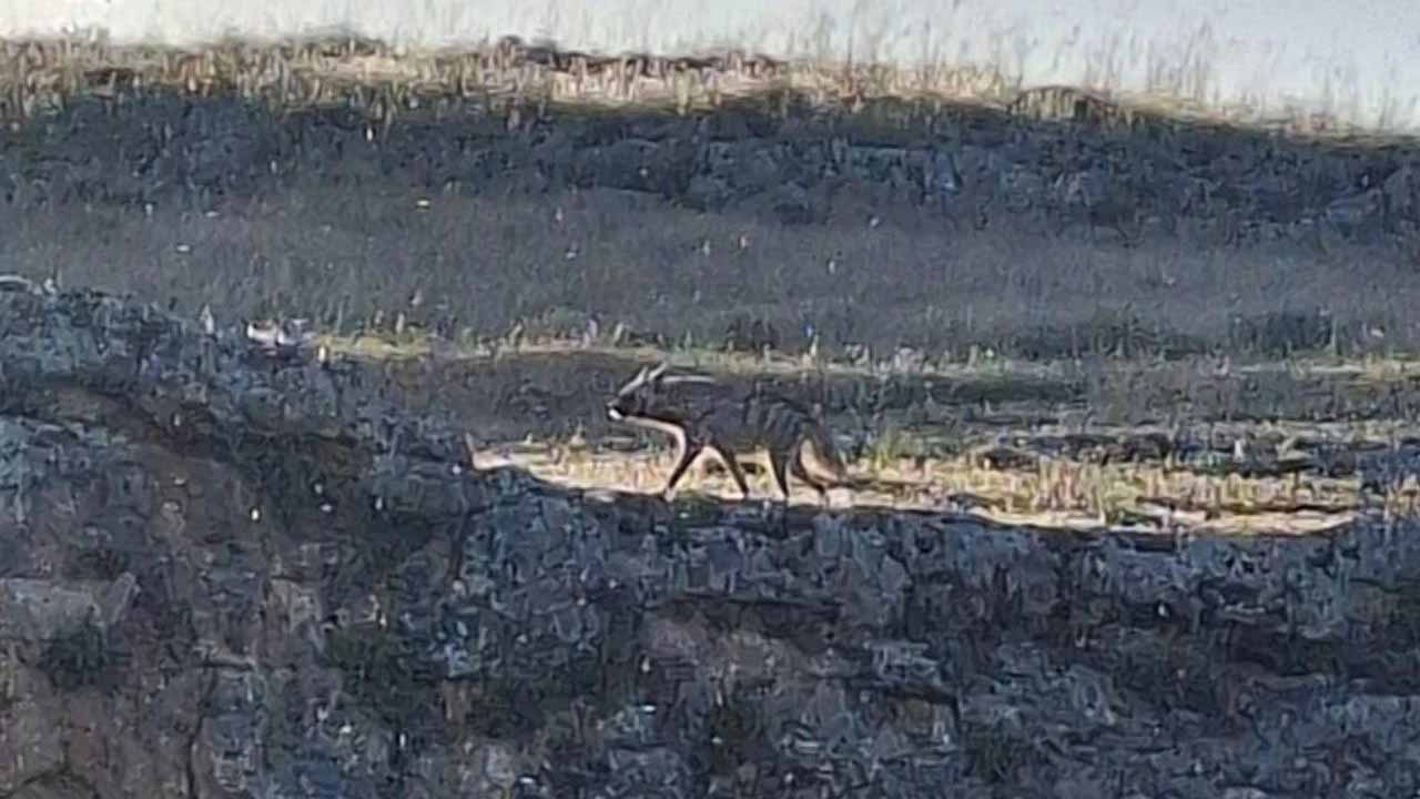 Adıyaman'da çizgili sırtlan görüldü