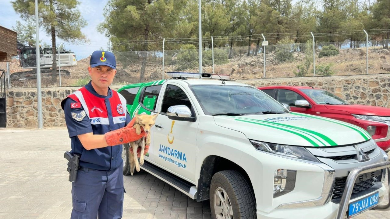 Kilis'te yaralı halde bulunan tilki koruma altına alındı