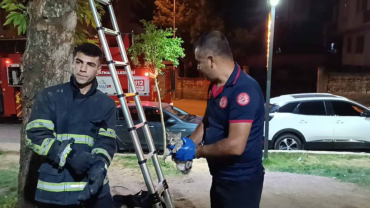 Batman’da ağaçta mahsur kalan kedi kurtarıldı