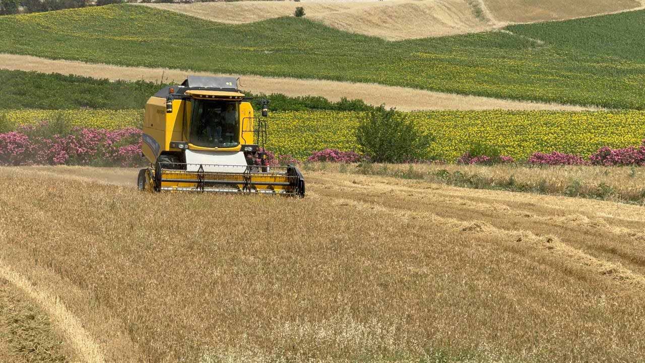 Adana’da buğday hasadı sürüyor: Bu sezon verim düşük