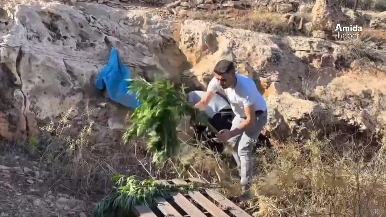 Şanlıurfa’daki mağaradan kenevir bitkisi çıktı