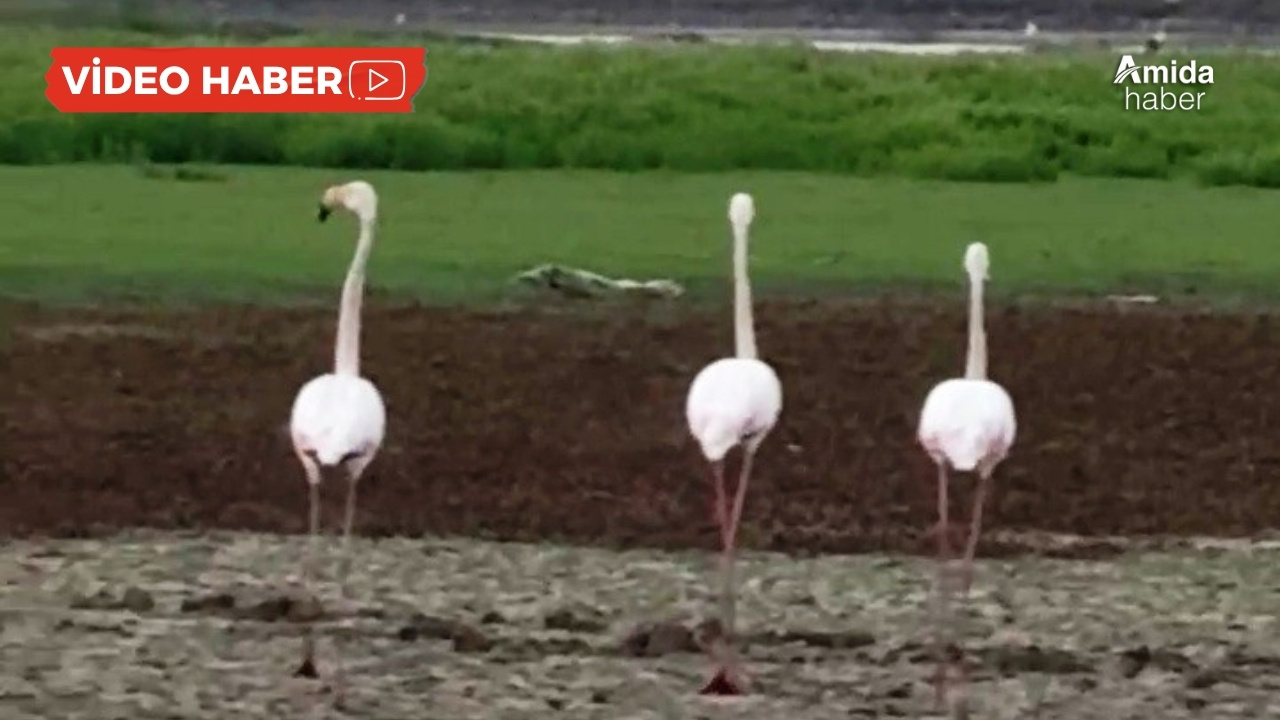 Flamingolardan göç öncesi Diyarbakır molası
