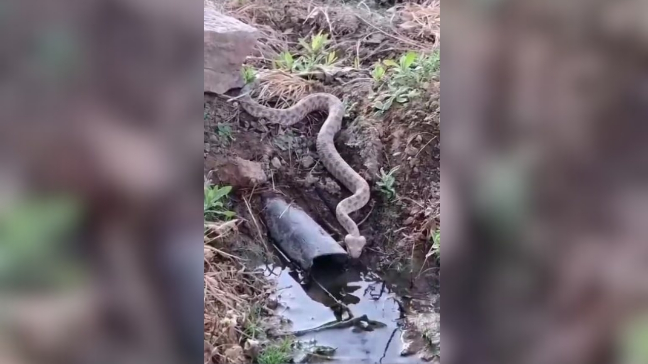 Elazığ'da engerek yılanı görüntülendi