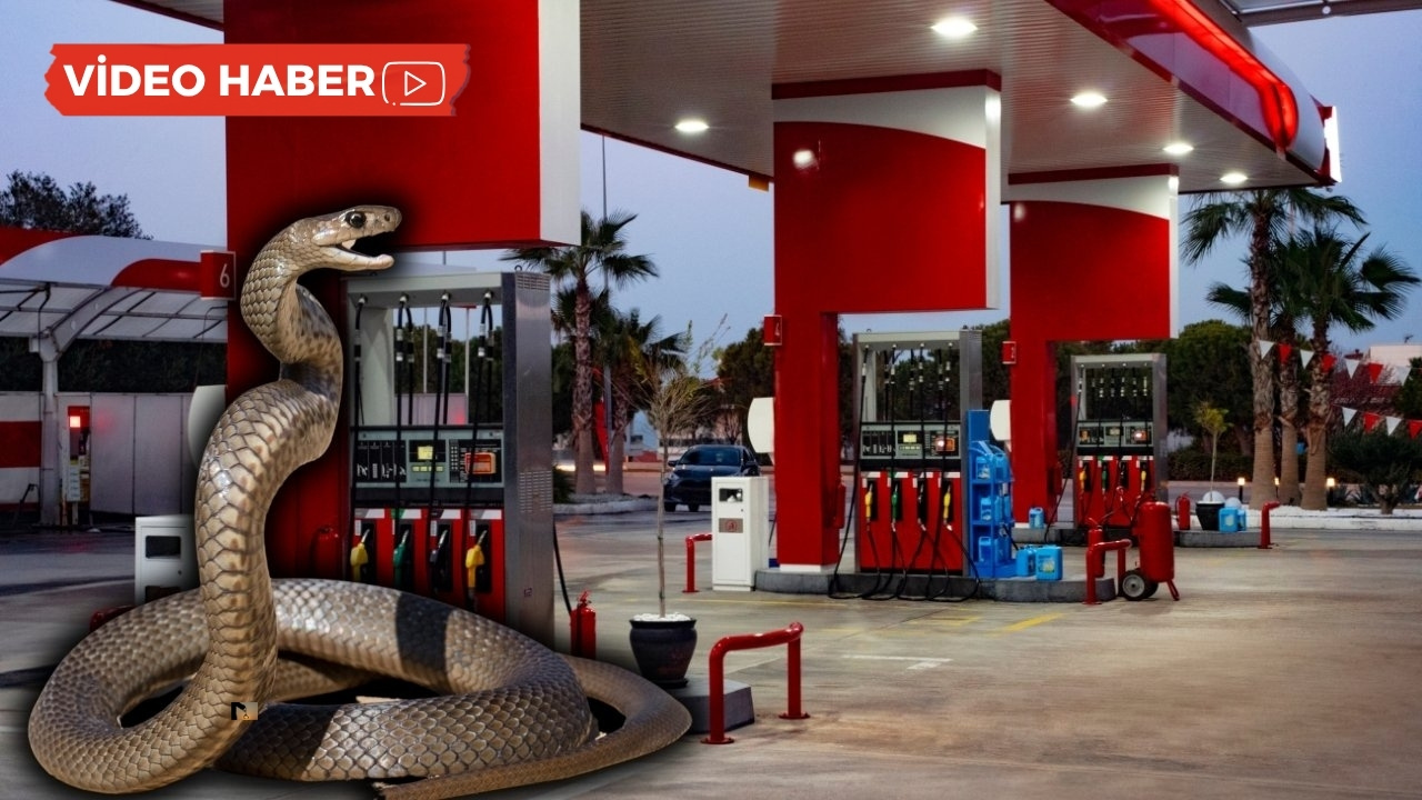 Diyarbakır'da 1.5 metrelik yılan markete daldı