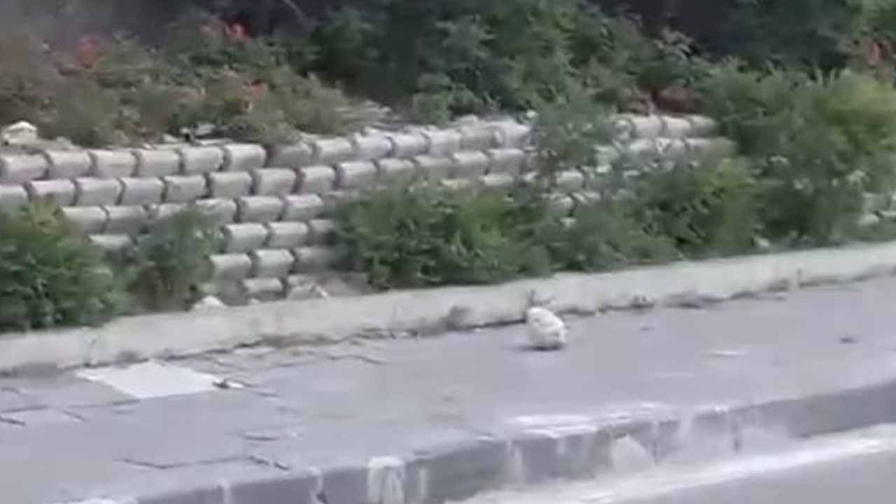 Elazığ’da sarp kayalıkların usta ismi bu kez tehlike saçtı