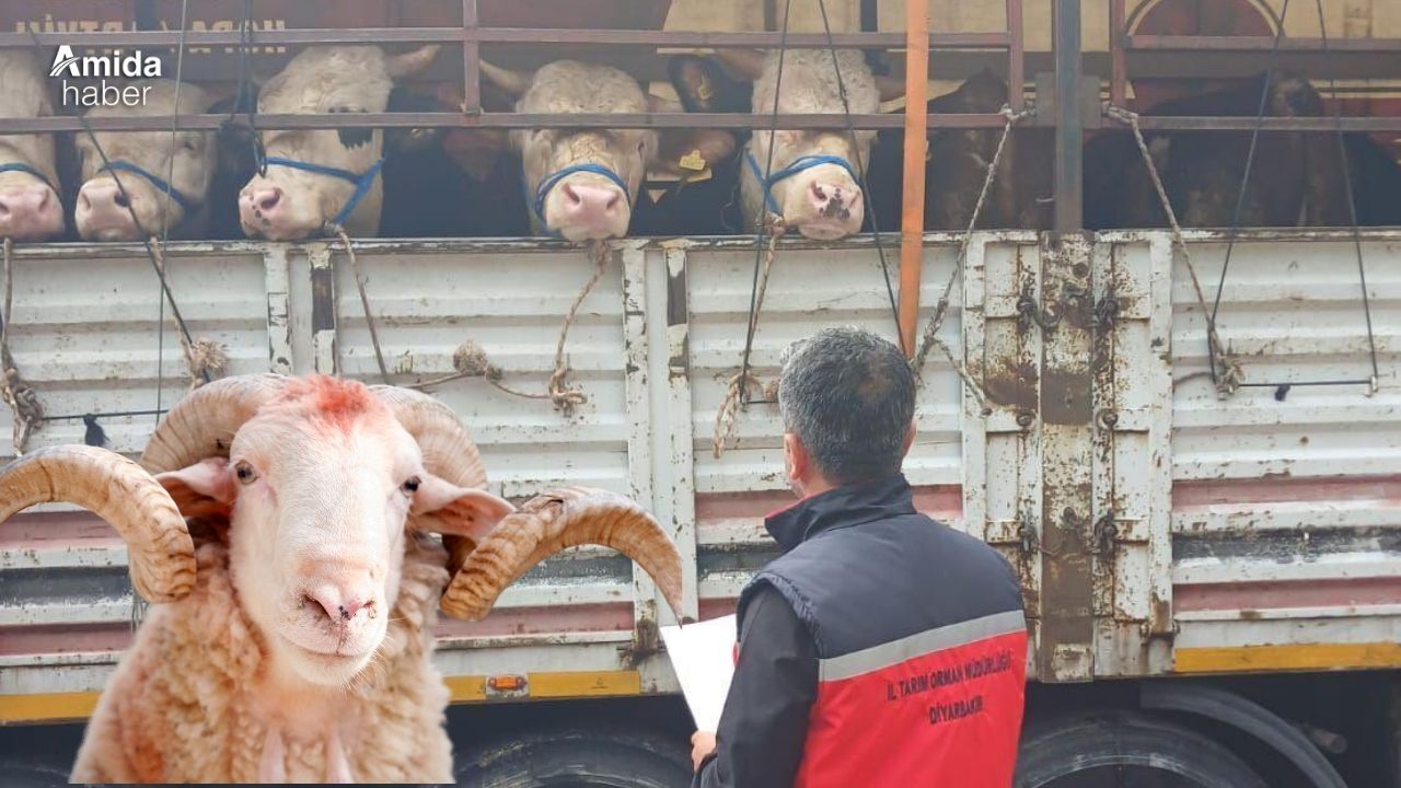Diyarbakır’da kurban denetimleri başladı: Ekipler sahada