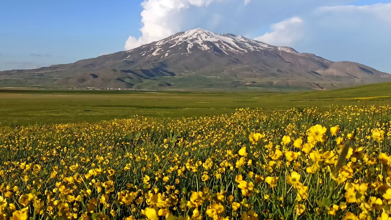 Bitlis’in gözdesi Sütey Yaylası çiçek açtı