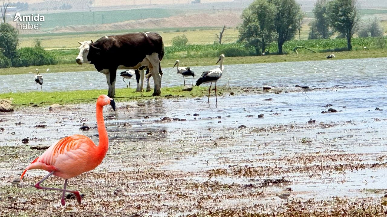 Diyarbakır'da nadir misafirler: Flamingolar geri döndü!