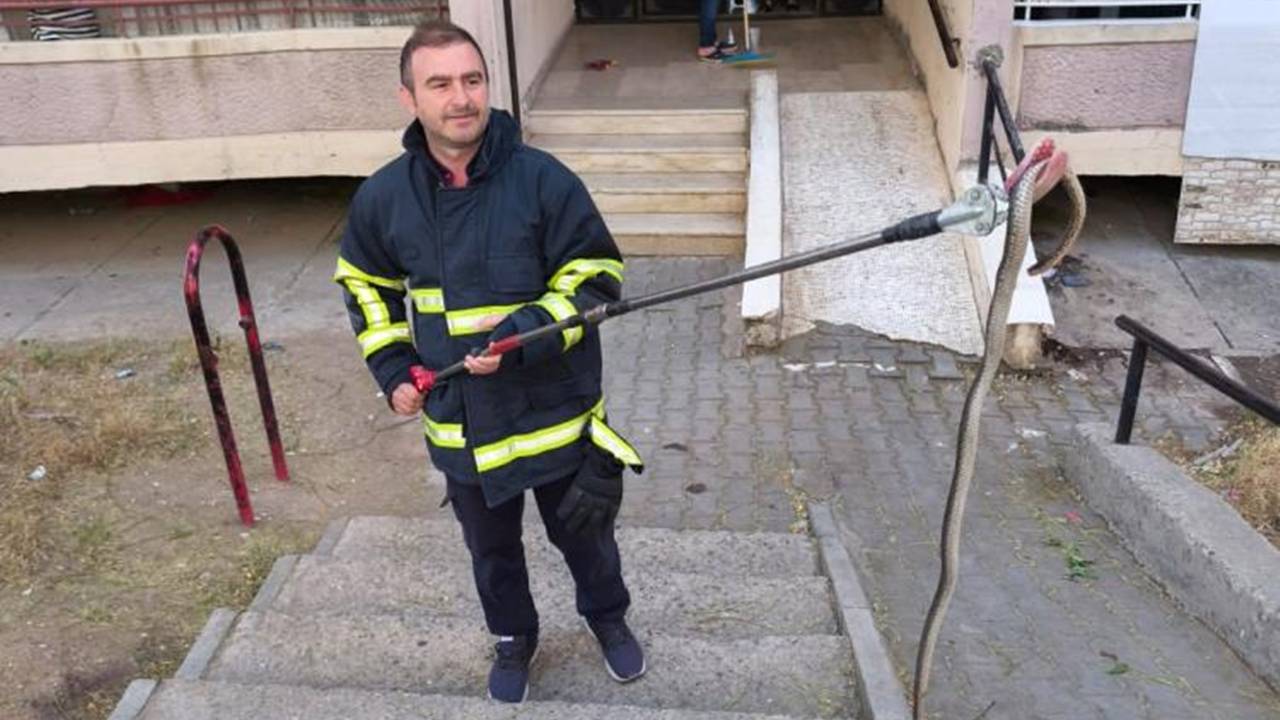 1 metrelik yılan binaya girmeye çalışırken yakalandı