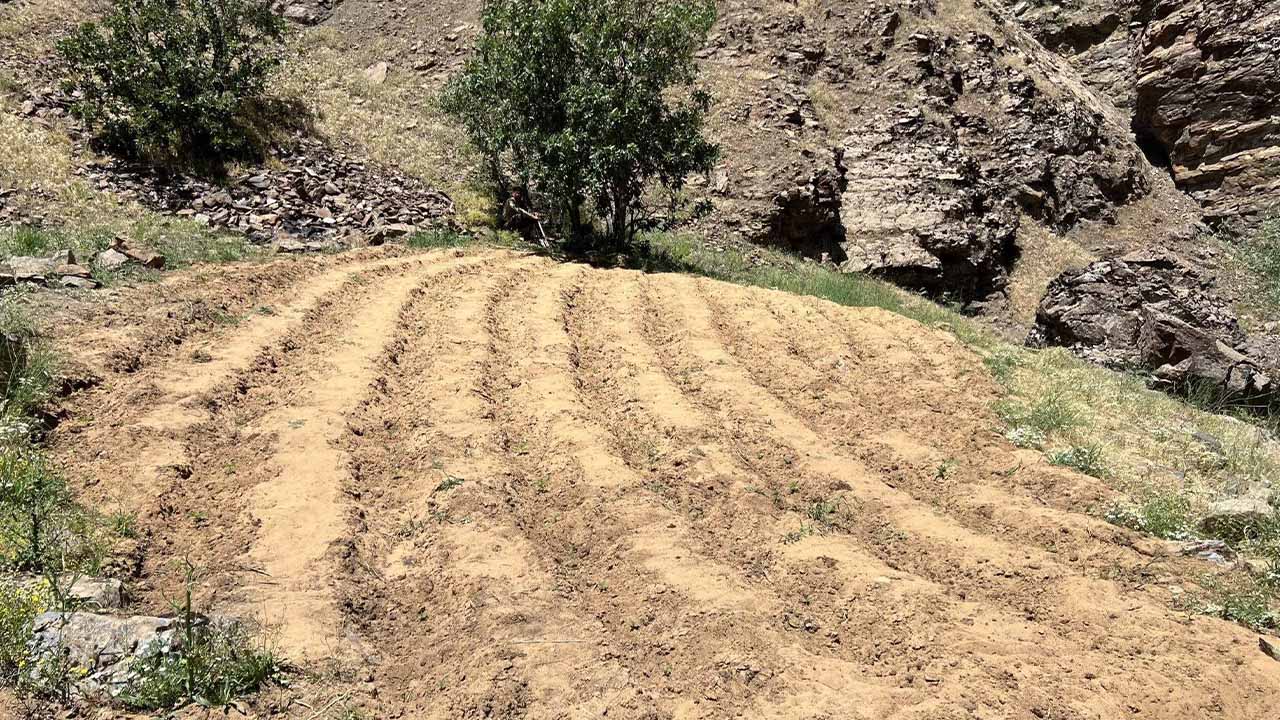 Bingöl’de uyuşturucu operasyonu: 2 bin 900 kök kenevir ele geçirildi