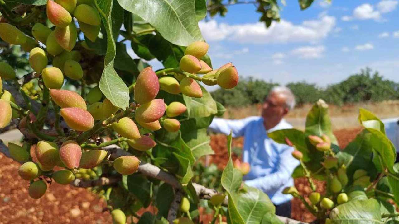 Antep fıstığında rekolte düşük bekleniyor