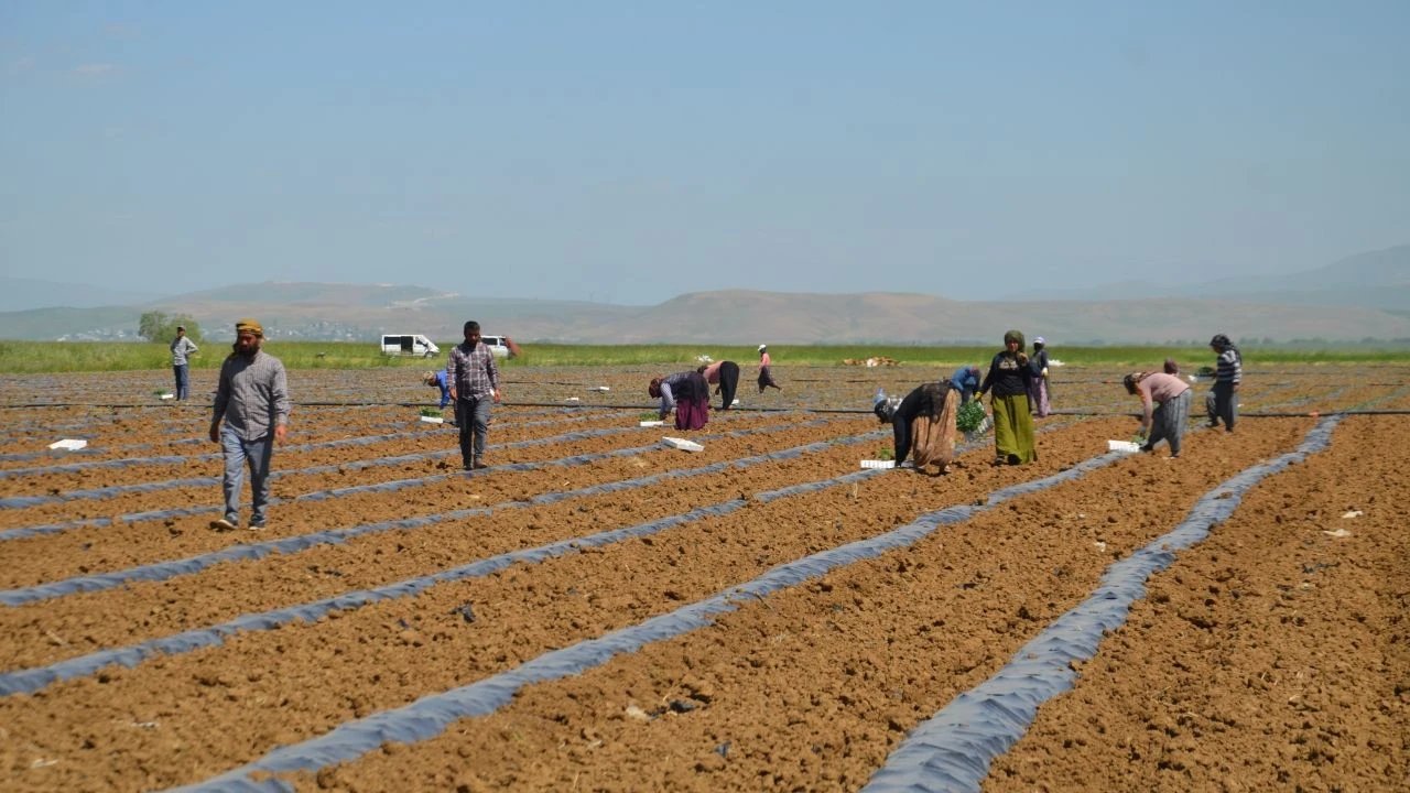 Muş ovası yine karpuzla şenlenecek