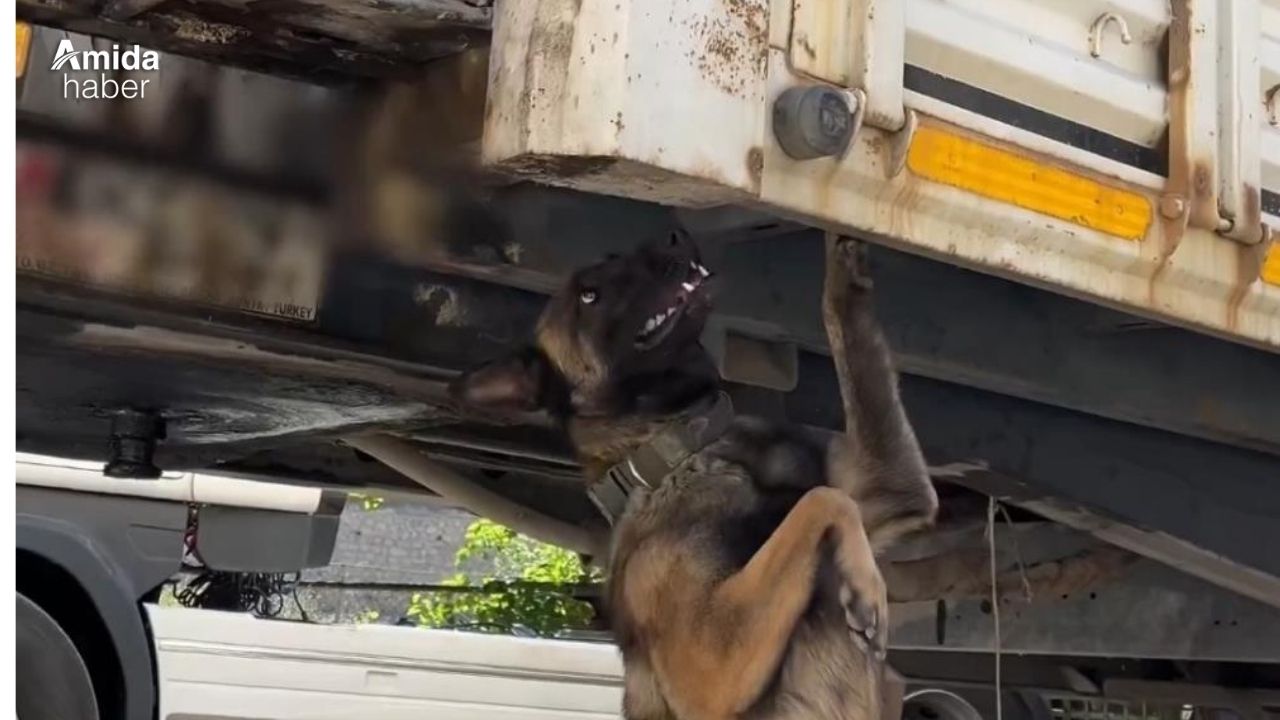 Tırdaki sır, narkotik köpeğiyle çözüldü