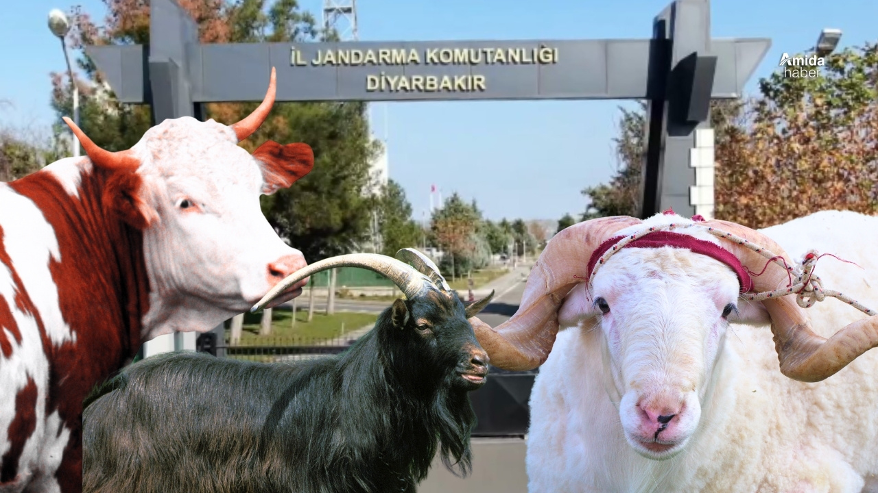 Diyarbakır İl Jandarma: Hayvanları koruma timi kurdu