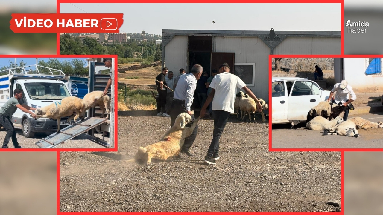 Diyarbakır’dan kurban manzaraları!