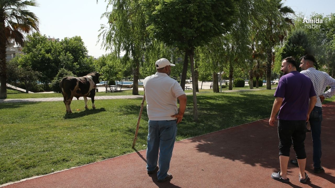 Şanlıurfa'da kaçan kurbanlık boğa yakalandı