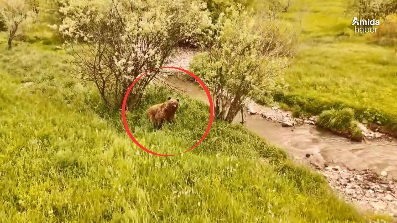 Kars'ta boz ayı dronla havadan görüntülendi