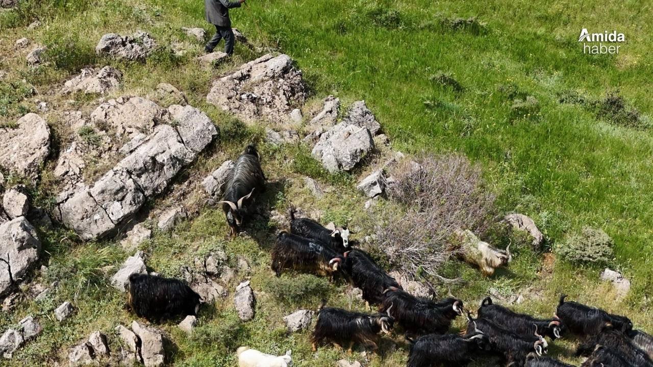 Bitlis'te kaçan 26 kurbanlık keçi bulundu