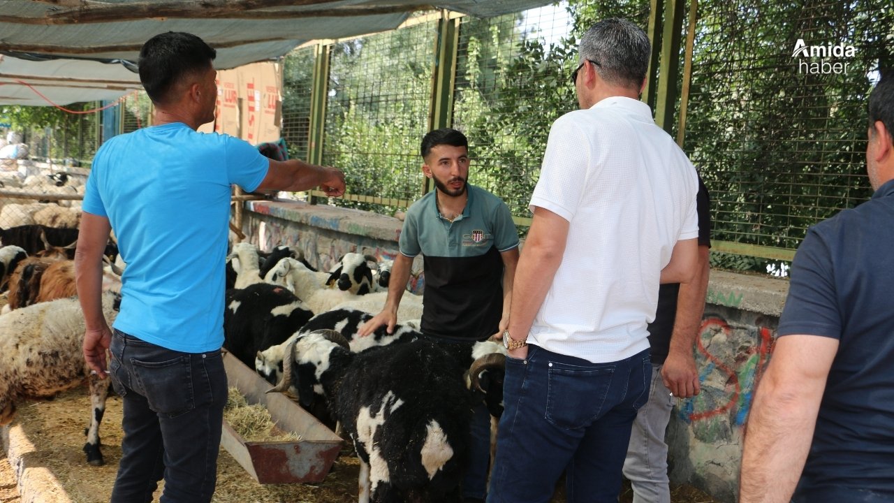 Diyarbakır’da bayramın ikinci gününde kurban pazarlıkları sürüyor