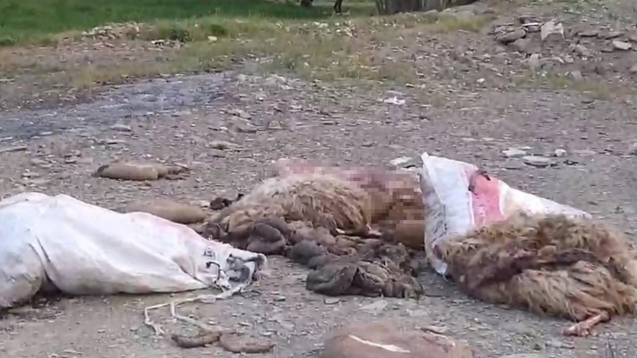 Hakkari’de sakatatların yol kenarına atılmasına tepki
