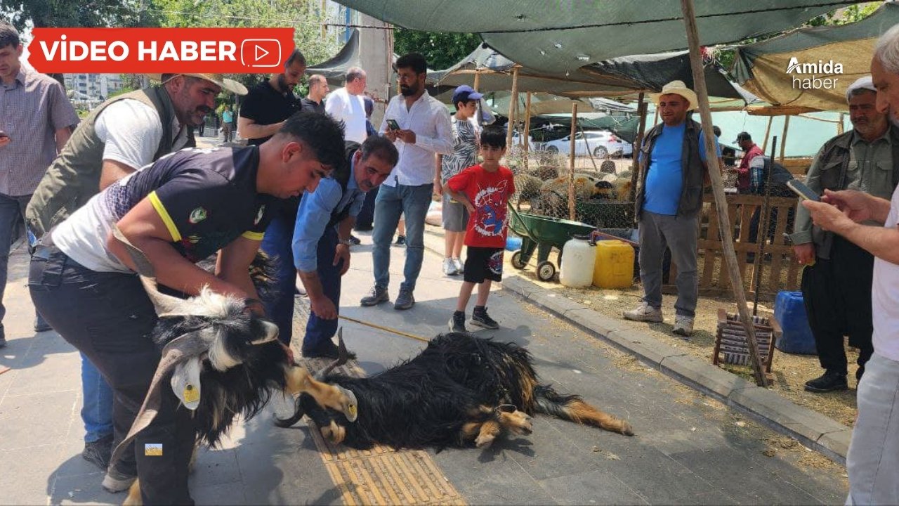 Diyarbakır’da akşam pazarı: Kurbanlıkta fiyat düşmedi