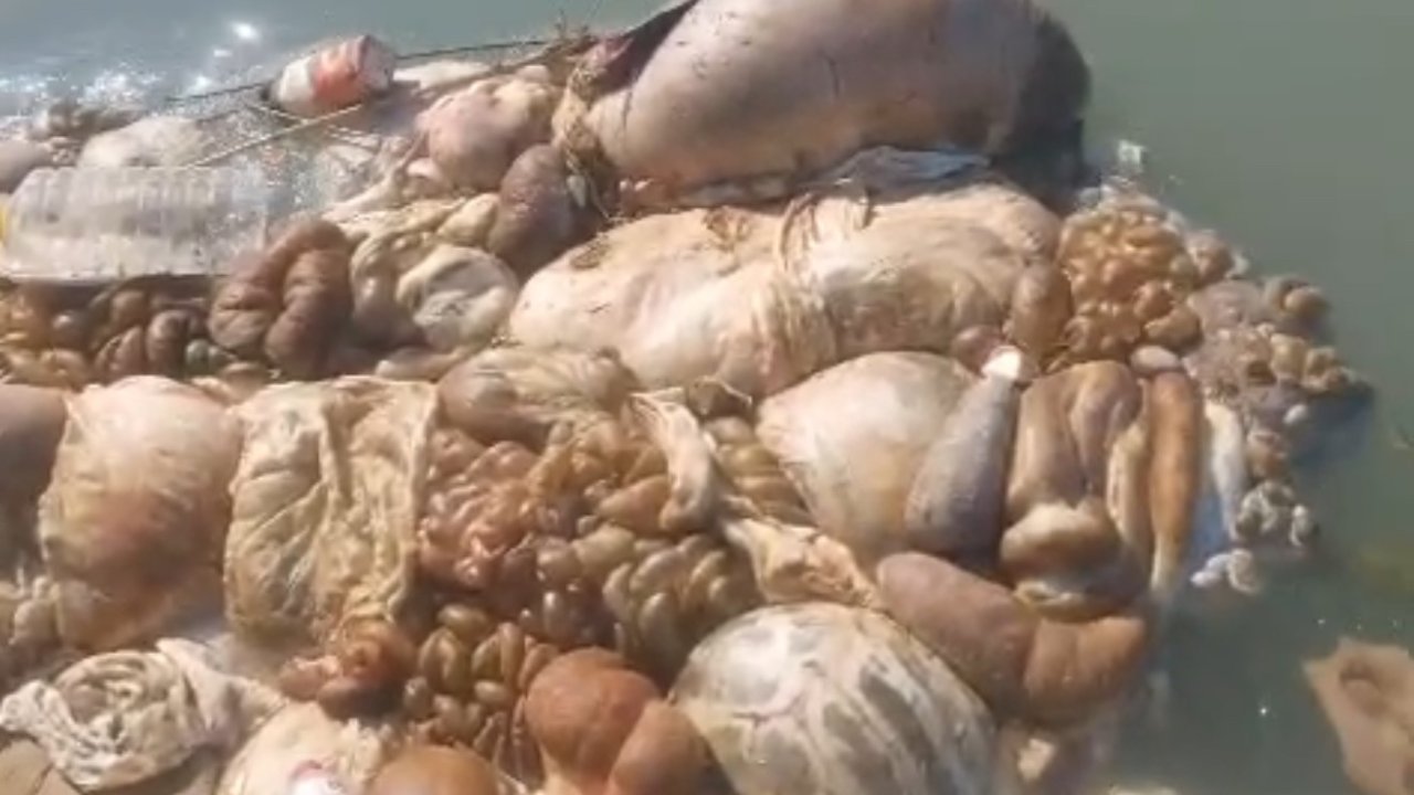 Adana’da sulama kanalları hayvan pislikleriyle doldu taştı