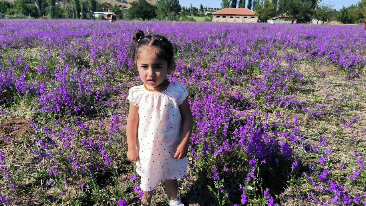 Malatya'da mor renkli yabani otlar görsel şölen sunuyor