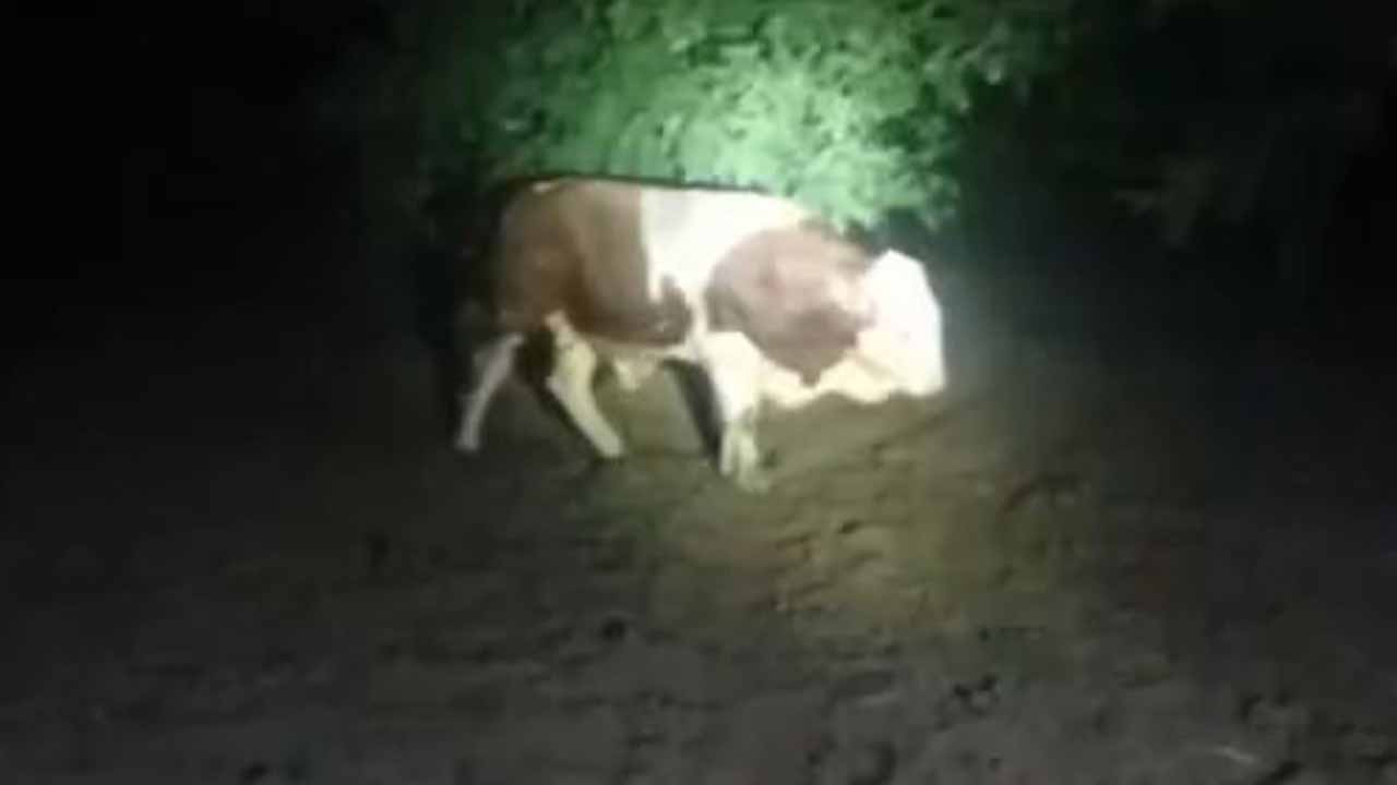 Elazığ'da kaçan boğayı ekipler yakaladı