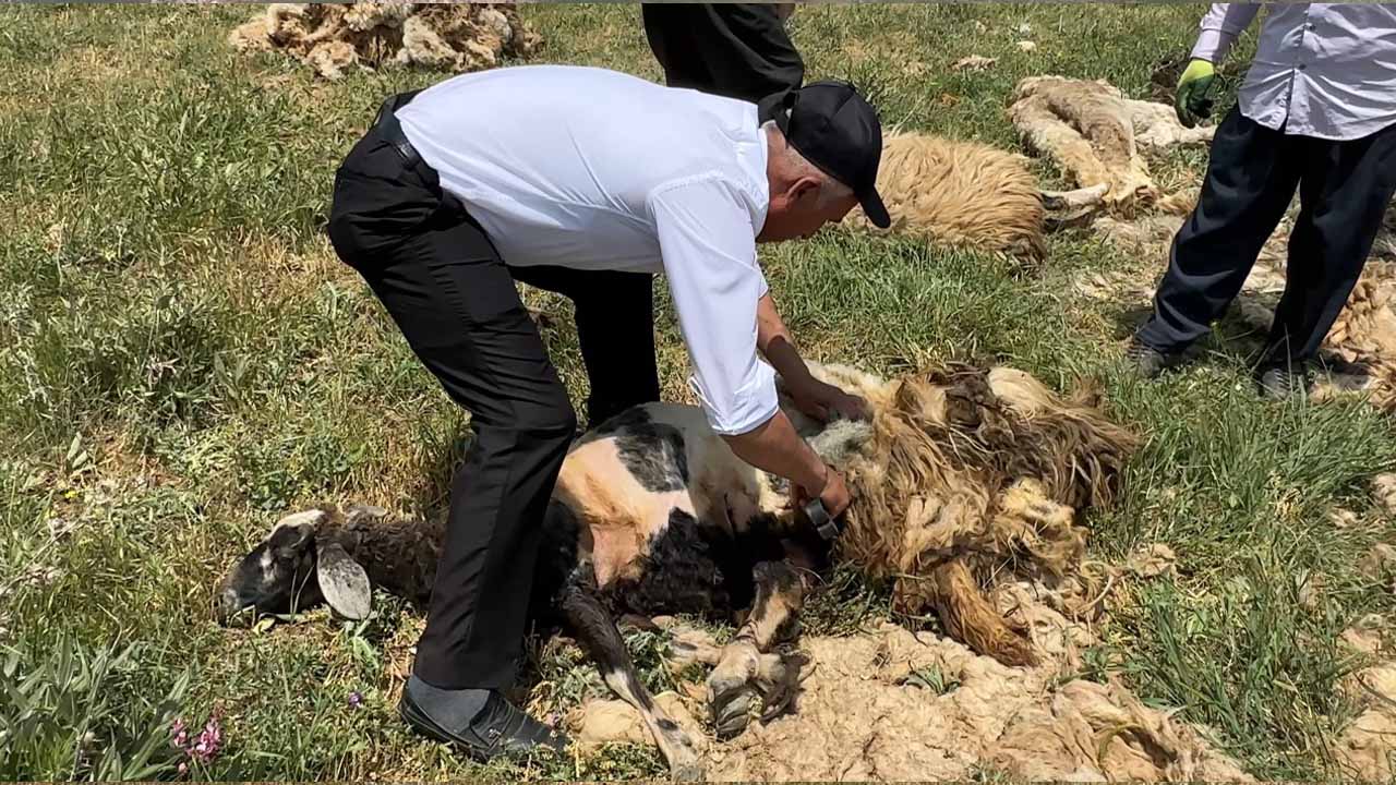 Hakkari’de koyun kırkma mesaisi başladı