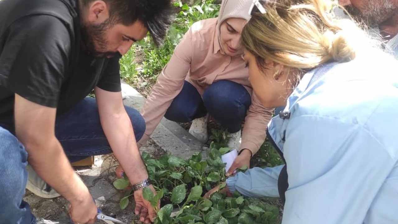 Ağrı’da sebze fideleri dağıtımı gerçekleştirildi