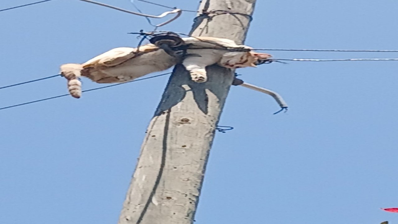 Kars'ta elektrik direğinde mahsur kalan kedi kurtarıldı