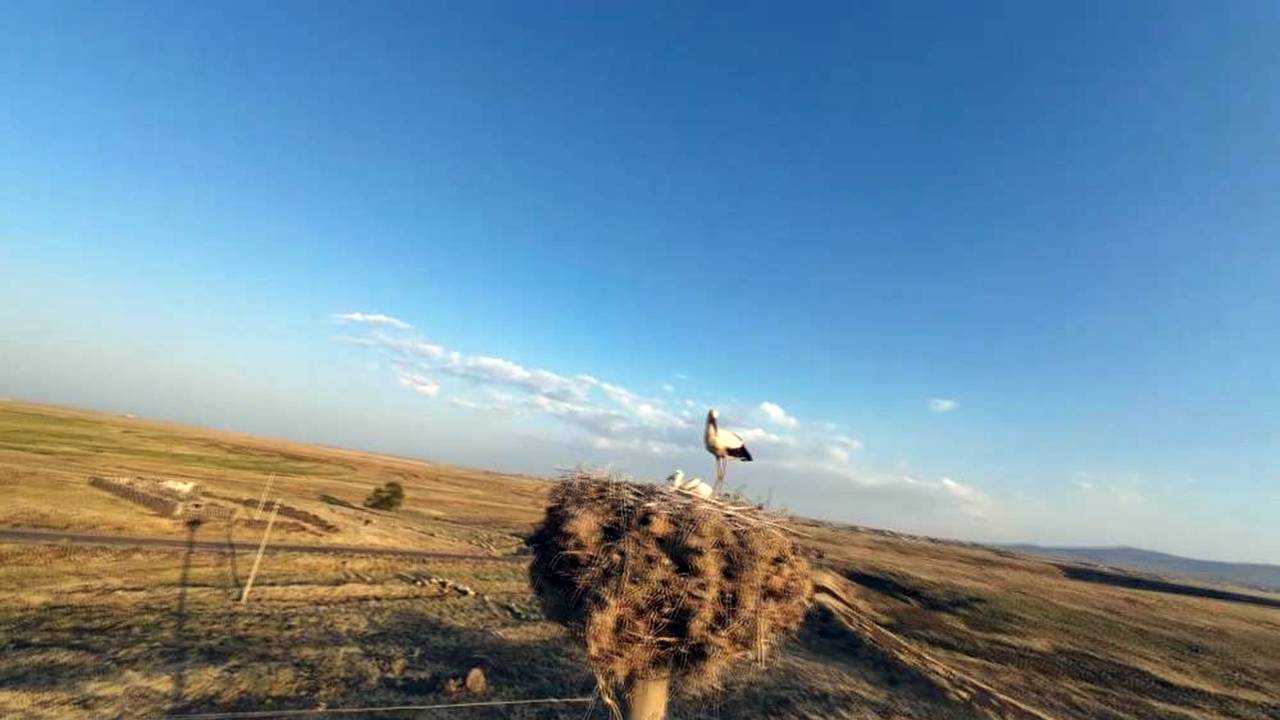 Leylekler Afrika’dan Diyarbakır’daki yuvalarına döndü