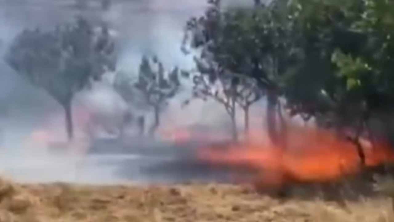 Siirt’te 100 fıstık ağacı kül oldu