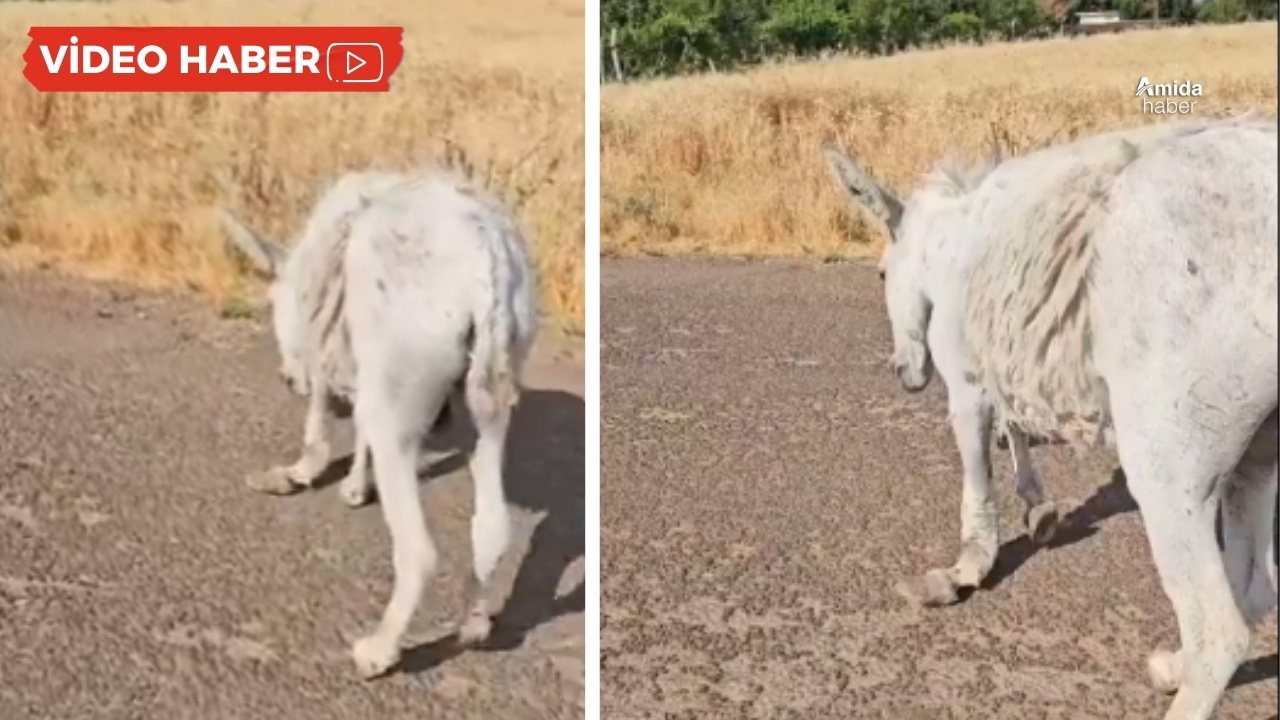 Yaralı eşek Diyarbakır’a getirildi