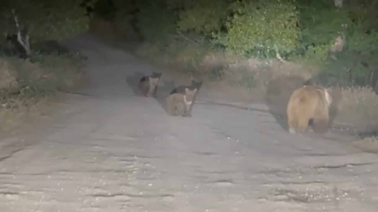 Tunceli’de yiyecek arayan anne ayı ve 2 yavrusu yola indi