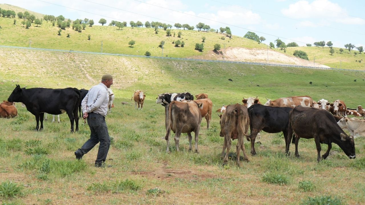 Çoban 1 milyona çalışmayınca Muş köylüsü çareyi imecede buldu