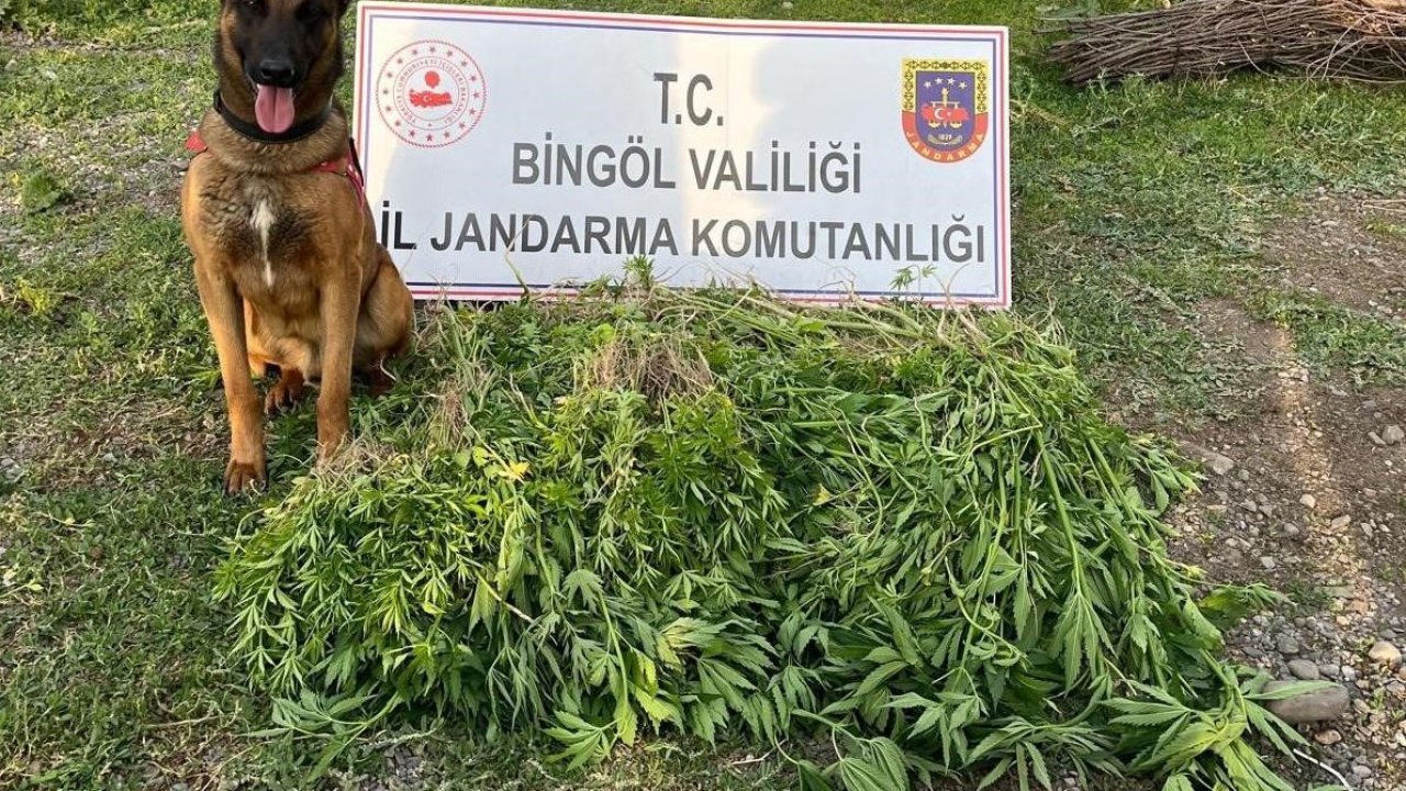 Bingöl'de 4 günde dev kenevir operasyonu