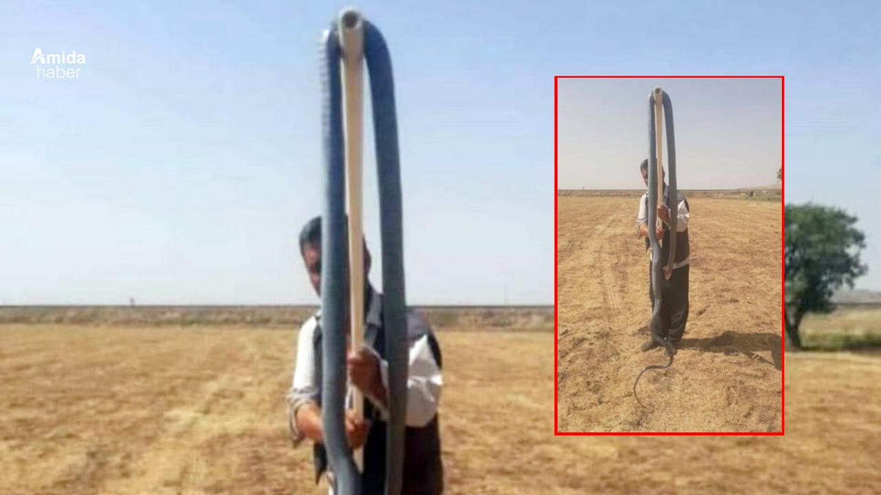 Diyarbakırlı köylü arazisinde dev bir yılan yakaladı