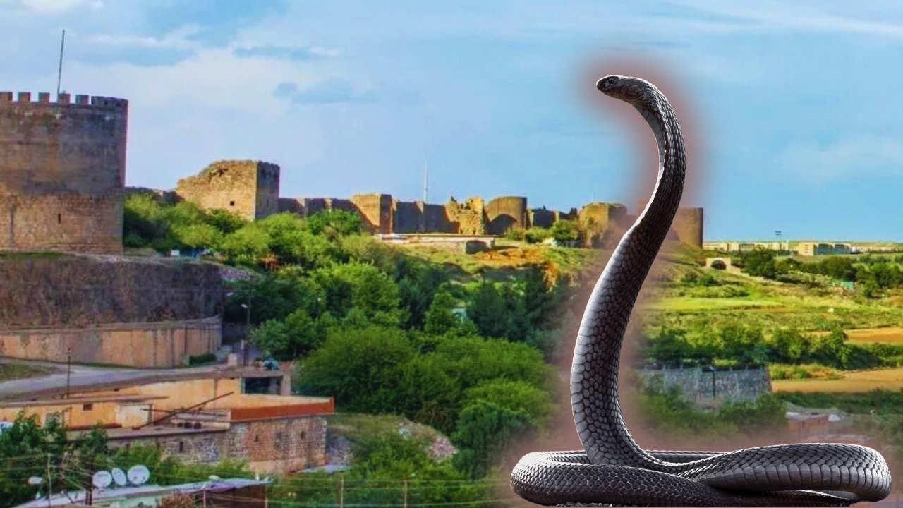 Diyarbakır’da herkesi şaşkına çevirdi: Sopalarla öldürüldü