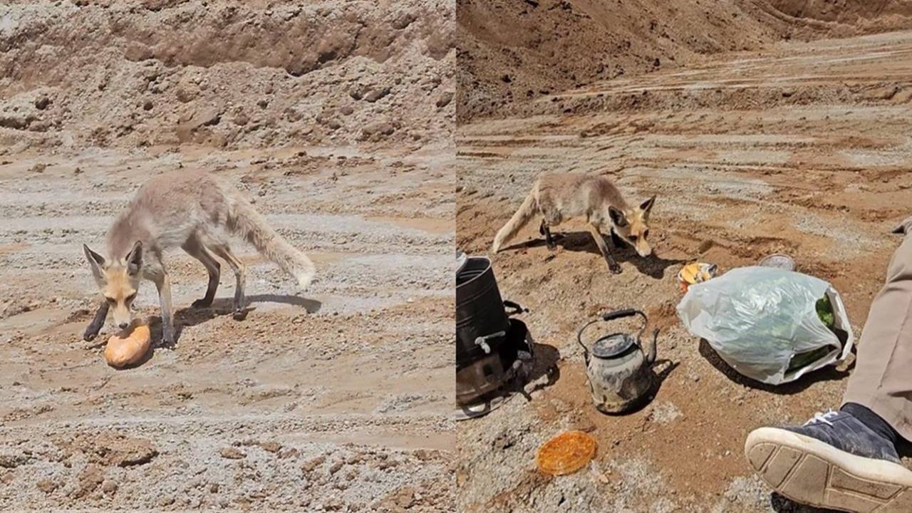 Bitlis’teki işçiler daimi misafirin karnını doyurdu